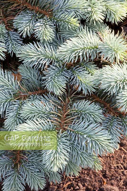 Blue spruce, Picea pungens Glauca Globosa 