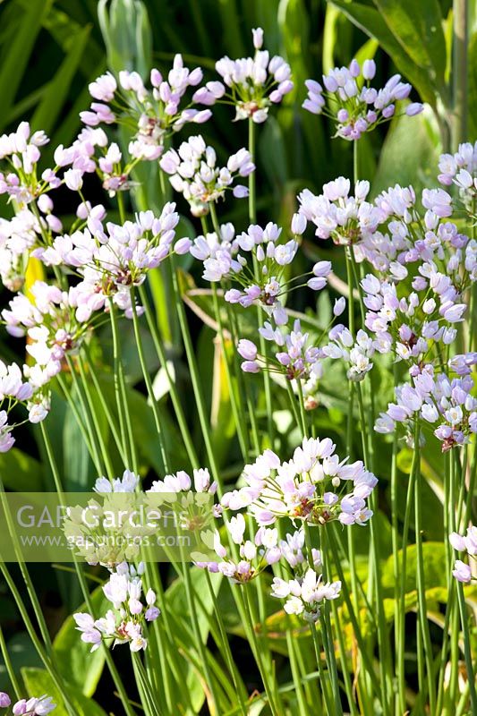 Rose garlic, Allium roseum 