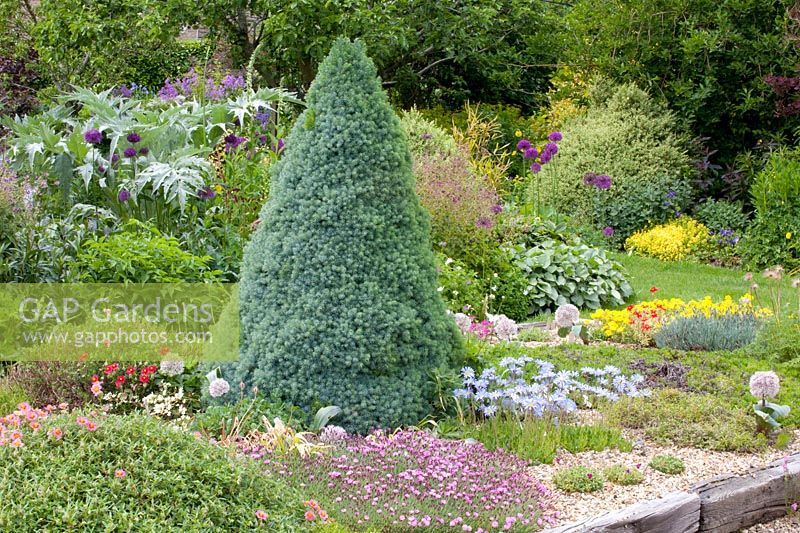 Rock garden with Felicia rosulata, Erinus alpinus, Helainthemum Kathleen Mary, Dianthus Pink Jewel, Picea glauca albertiana 