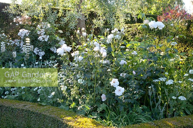 Rosa Maria Mathilde, Orlaya grandiflora,Lupinus,Rosa Pleine de Grace 