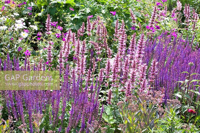 Portrait of scented nettle and sage, Agastache Cotton Candy, Salvia nemorosa Ostfriesland 