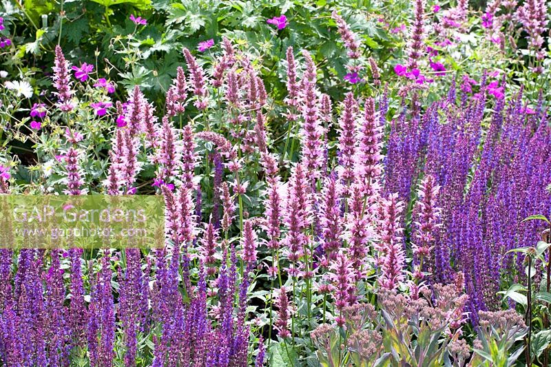 Portrait of scented nettle and sage, Agastache Cotton Candy, Salvia nemorosa Ostfriesland 