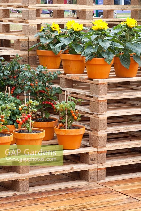 Shelves made of pallets with sunflowers and tomatoes in pots, Solanum lycopersicum, Helianthus annuus 