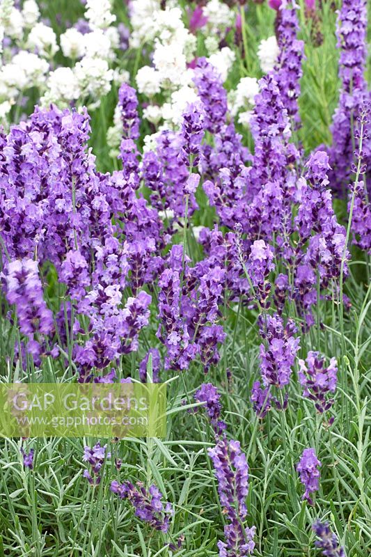 Lavender, Lavandula angustifolia Miss Dawnderry 