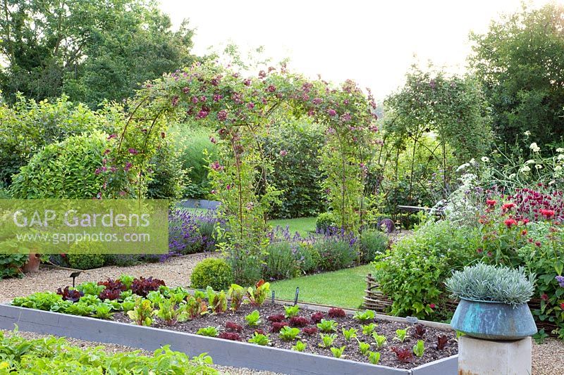 Vegetable garden with lettuce, Lactuca sativa 