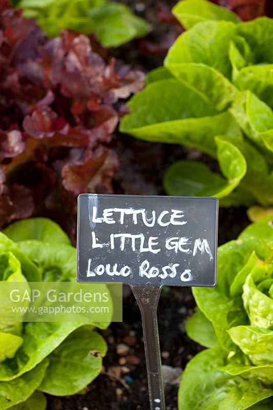 Lettuce, Lactuca sativa Lollo Rosso, Lactuca sativa Little Gem 