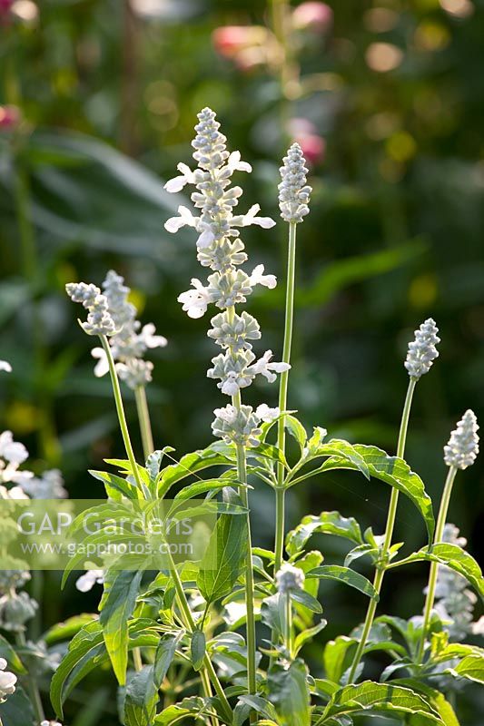 Meal sage, Salvia farinacea Silver 