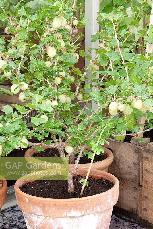 Gooseberry in pot, Ribes uva-crispa Careless 