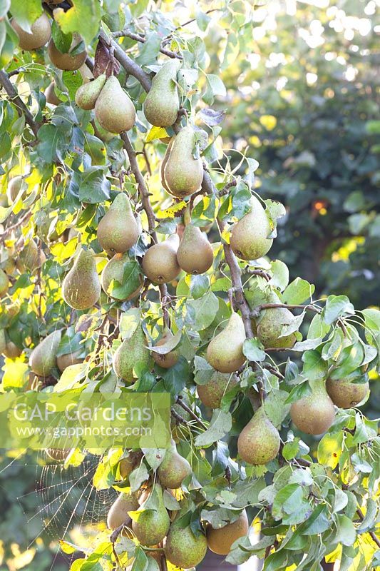 Pears, Pyrus communis Conference 