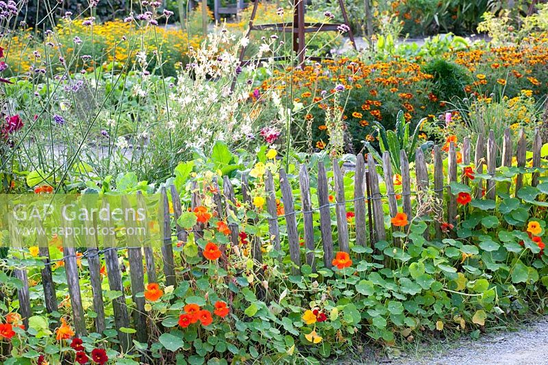 Cottage garden with nasturtiums and marigold, Tropaeolum majus, Tagetes, Gaura lindheimeri 