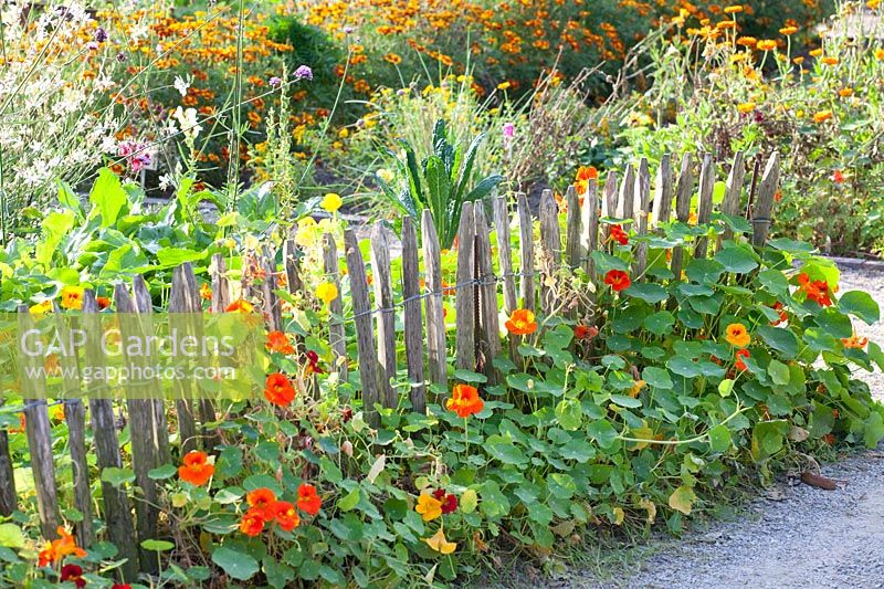 Cottage garden with nasturtiums and marigolds, Tropaeolum majus, Tagetes 