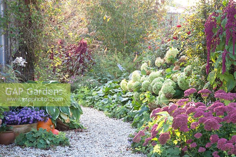Autumn garden, Hydrangea arborescens Annabelle, Aster, Hosta, Alchemilla mollis, Sedum Herbstfreude 
