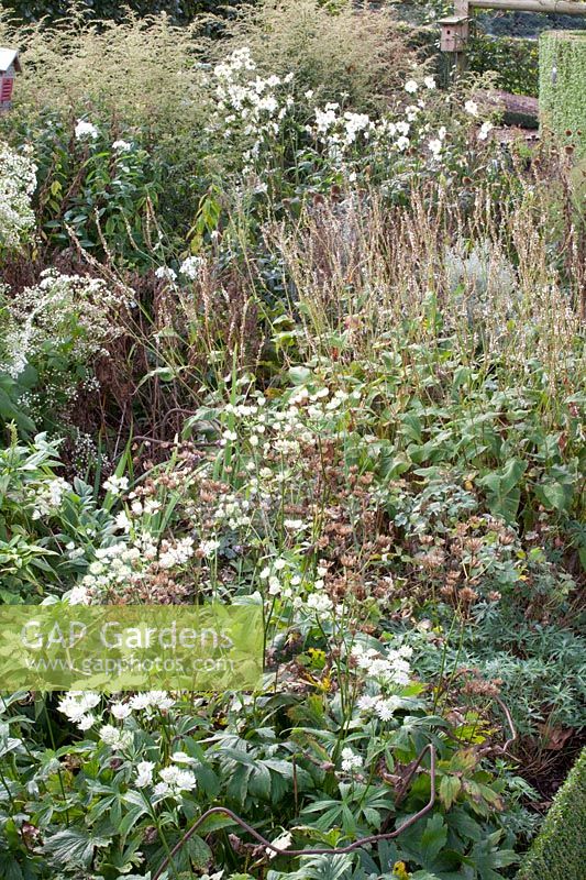 White bed with flowers and seed heads in October, Astrantia major, Artemisia lactiflora, Persicaria amplexicaulis Alba, Anemone japonica Whirlwind 