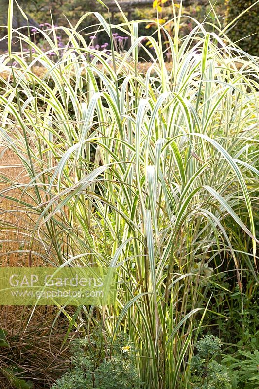 Chinese silver grass, Miscanthus sinensis Variegatus 