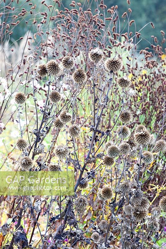 Seed head of meadow burnet and globe thistle, Sanguisorba officinalis Cangshan cranberry, Echinops ritro 