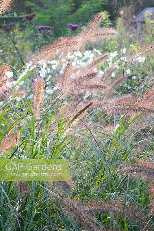 Fountain grass, Pennisetum alopecuroides Cassian's Choice 