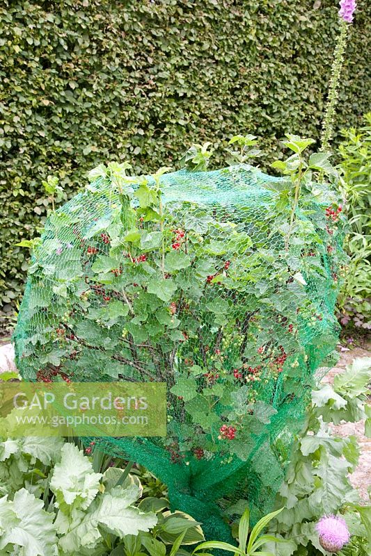 Currants with protective net, Ribes rubrum 