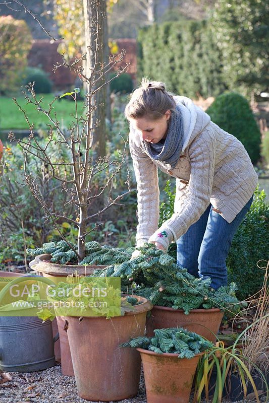 Winter protection for ornamental apple and perennials in pots, Heuchera, Malus Golden Hornet 