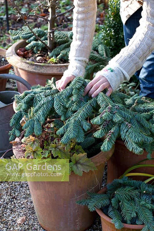 Winter protection for perennials in pots, Heuchera 