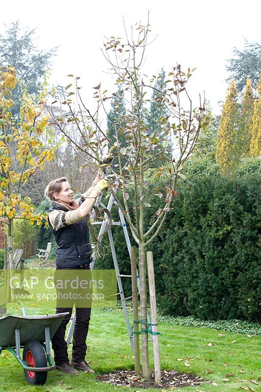 Woman pruning apple tree in winter, Malus domestica Topaz 