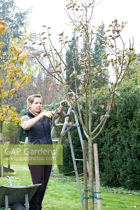 Woman pruning apple tree in winter, Malus domestica Topaz 