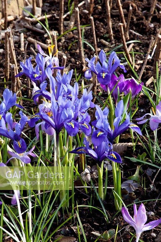 Reticulated Iris, Iris reticulata Harmony 