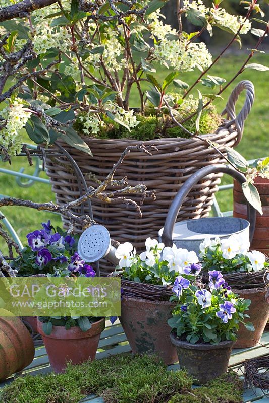 Decoration with horned violet and ornamental currant, Viola cornuta, Ribes laurifolium 