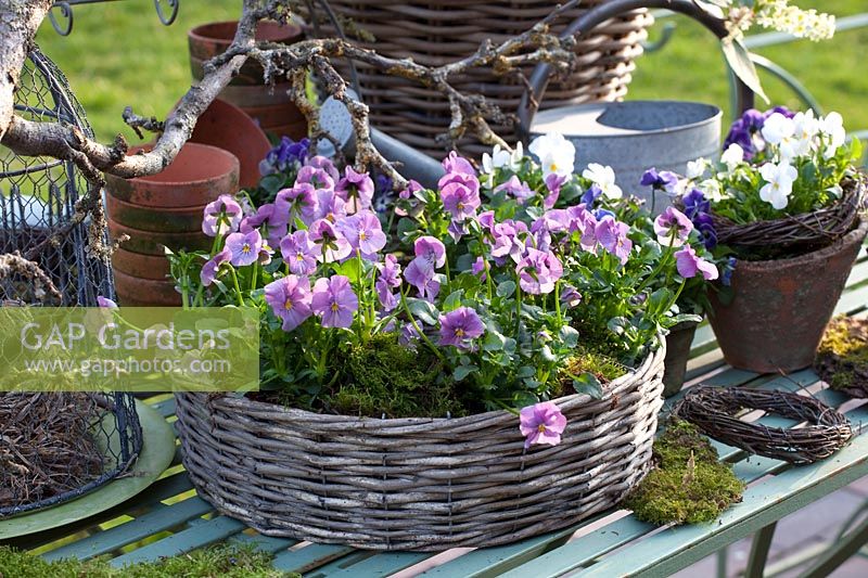 Wreath with Horned Violet, Viola cornuta 