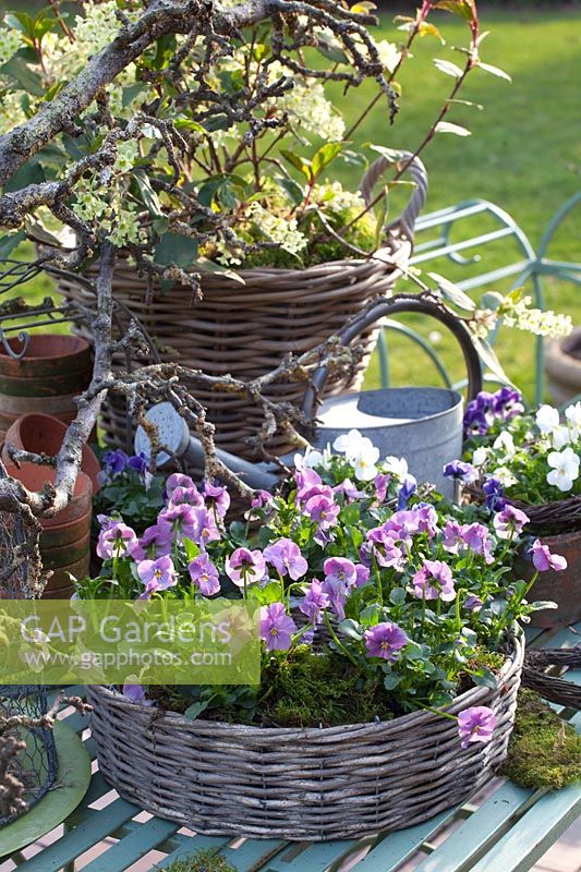 Wreath with Horned Violet, Viola cornuta 