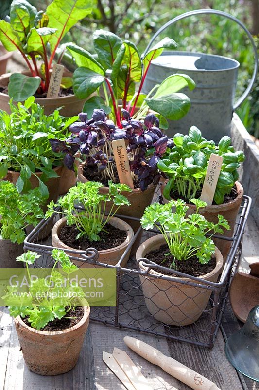Cultivation herbs, basil, parsley, rocket, Ocimum basilicum Genovese, Ocimum basilicum Dark Opal, Petroselinum Gigante di Napoli, Eruca sativa 