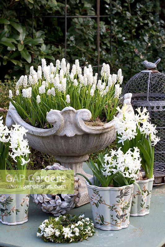 Table decoration with Muscari aucheri White Magic, Hyacinthus multiflora White Pearl 