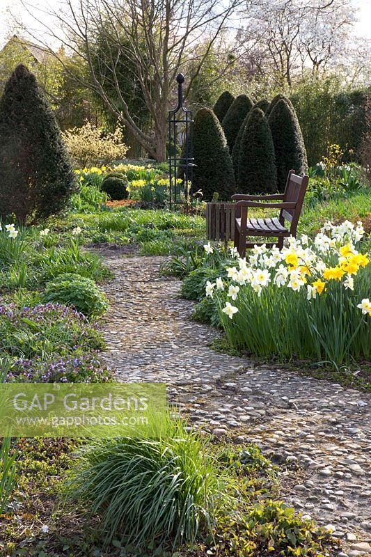 Spring garden with daffodils, Narcissus, Taxus, Corylopsis spicata 