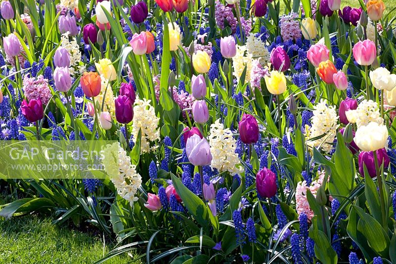 Bed with Hyacinthus White Pearl, Hyacinthus Pink Pearl, Tulipa Candy Prince, Tulipa Purple Prince, Tulipa White Dynasty, Tulipa Orange Dynasty, Muscari armeniacum 