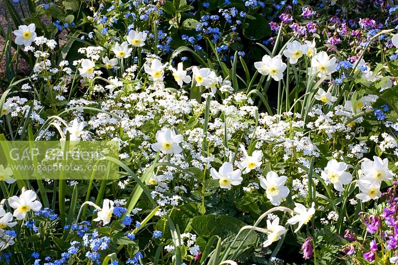 Bed with daffodils, spring vetch, Caucasian forget-me-not, Narcissus, Lathyrus vernus, Brunnera macrophylla Betty Bowring 