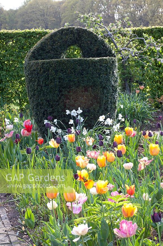 Topiary Taxus, Tulipa Peach Parade, Tulipa Queen of Night, Narcissus poeticus 