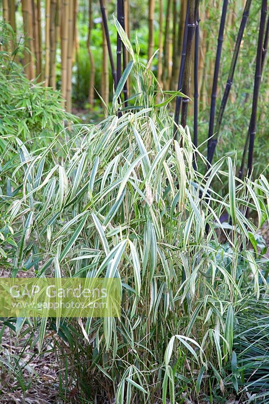 Portrait Bamboo, Pleioblastus chino Murakamianus 