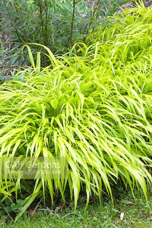 Japanese forest grass, Hakonechloa macra All Gold 