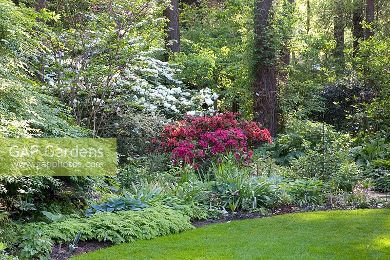 Woodland garden, Azalea, Rhododendron, Viburnum plivatum Mariesii, Viburnum rotundifolium, Hosta tardiana Halcyon, Adiantum venustum 