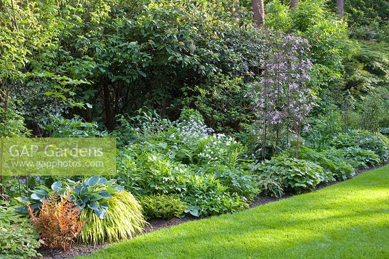Woodland garden with Hakoneckloa macra Aureola, Hosta tardiana Halcyon, Dryopteris erytrosora Brilliance, Clematis montana Warwickshire Rose 