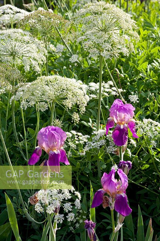 Combination of iris and carrot, Iris barbata Spring dress, Ammi majus 