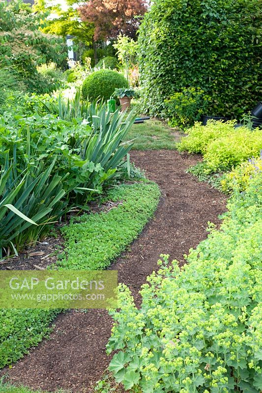Path in the garden, Alchemilla mollis, Sedum spurium 