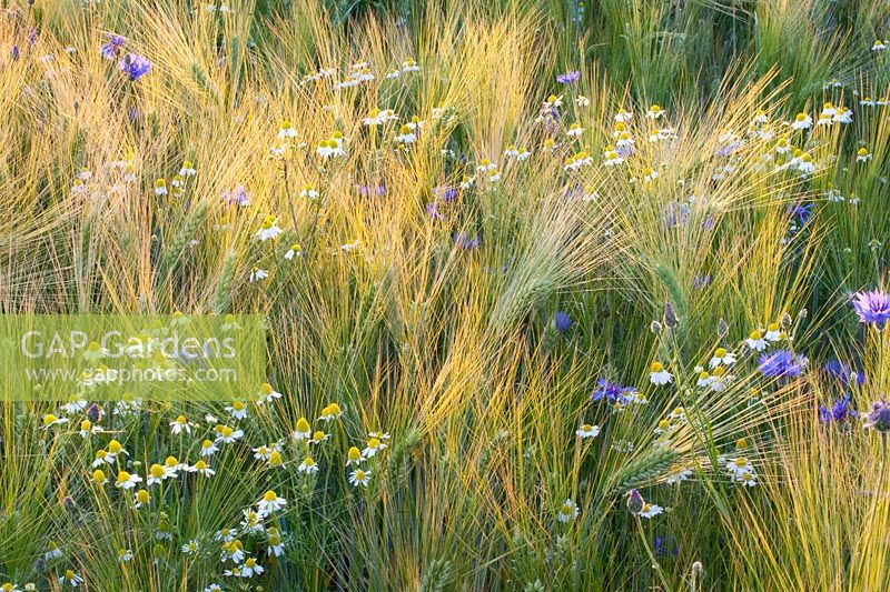 Chamomile and cornflowers in the barley field, Matricaria chamomilla, Centaurea cyanus, Hordeum vulgare 