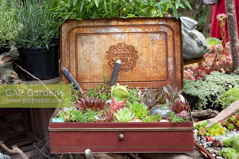 Houseleeks in an old biscuit tin 