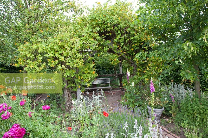 Cottage garden with arbor and honeysuckle, Lonicera tellmanniana 