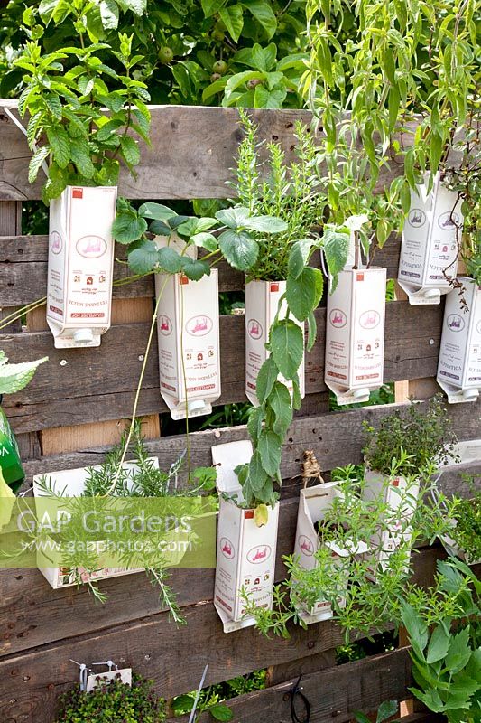 Recycled milk cartons with herbs on pallet rack 