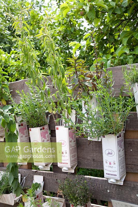 Recycled milk cartons with herbs on pallet rack 