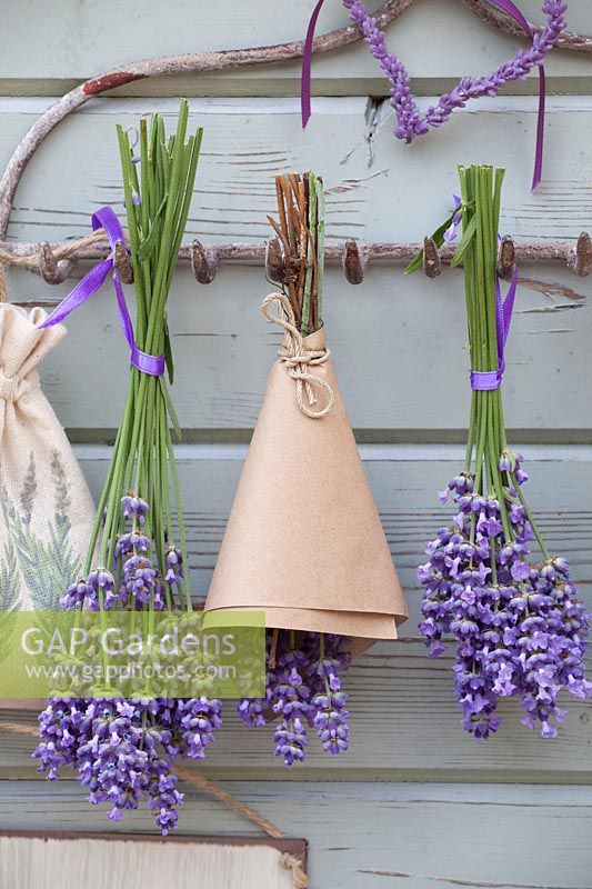 Drying lavender, Lavandula officinalis Melissa Lilac 