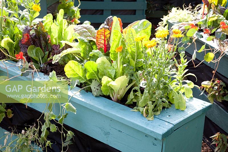 Raised bed made of pallets with vegetables and salad 