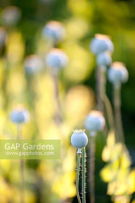 Seed head of opium poppy, Papaver somniferum 