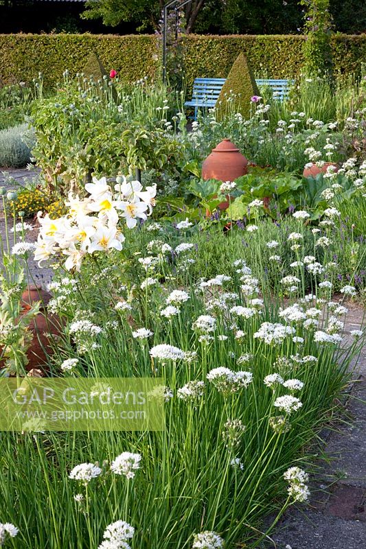 Cottage garden with vegetables and herbs, Allium tuberosum, Lilium regale 
